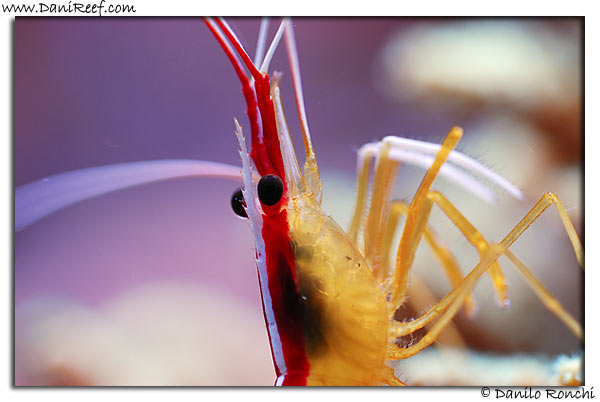 Lysmata amboinensis… and not only…