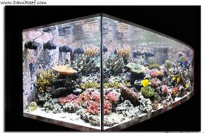 La vasca di Luca Girlando “Lucasabao” – The tank of