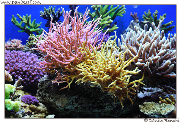 L’acquario marino di Mirco Buccarini “MadMaxReef” – The tank of