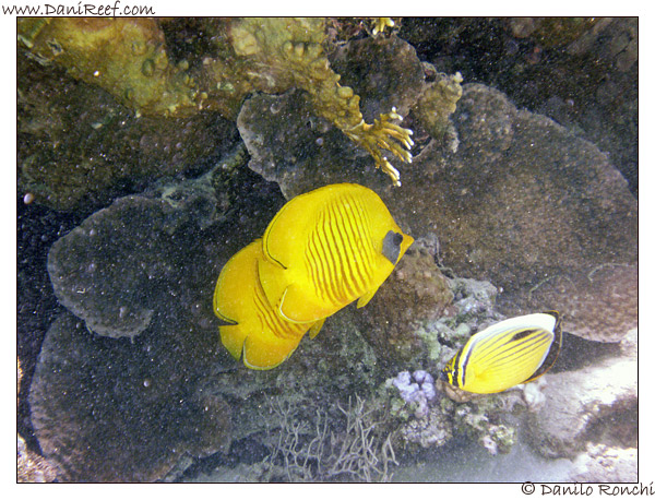 Marsa Alam – Marsa Asalaya