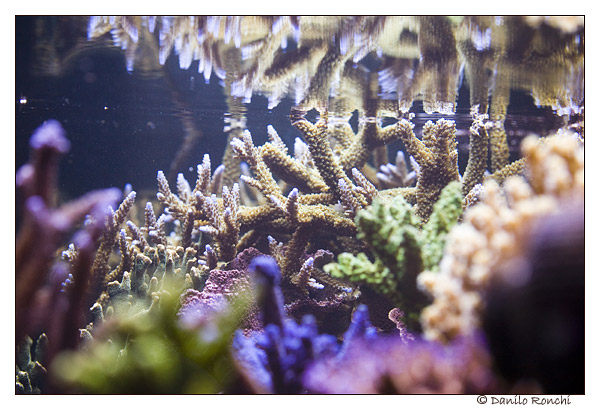 Le integrazioni in un moderno acquario marino di barriera