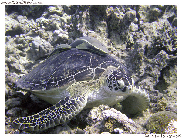 Marsa Alam – Marsa Shoona