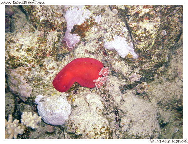 Marsa Alam – House Reef – immersione notturna