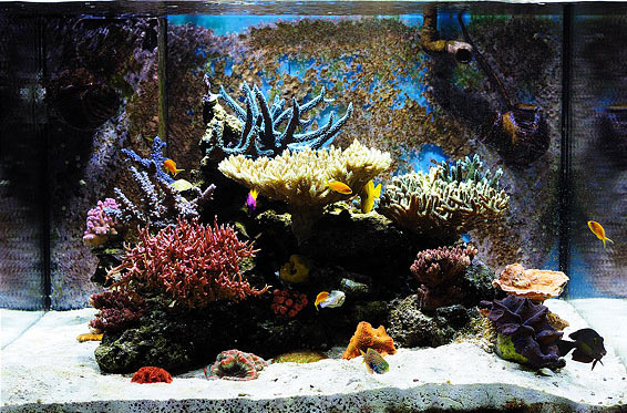 L’acquario marino di Roberto Franchini – the tank of