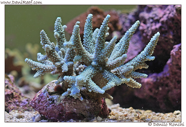 Nuove talee da Korallen Zucht