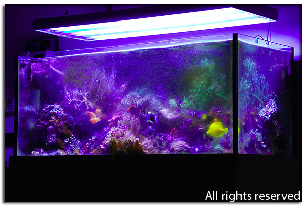 Come preparare l’Acquario in caso di assenza