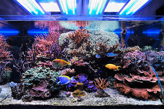 L’acquario marino di Giancarlo Molendini 2 anni dopo – the tank two years later