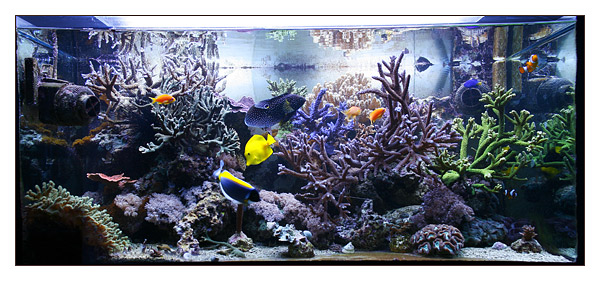 Come affrontare un Cambio Vasca senza insidie. Cronaca di una giornata.