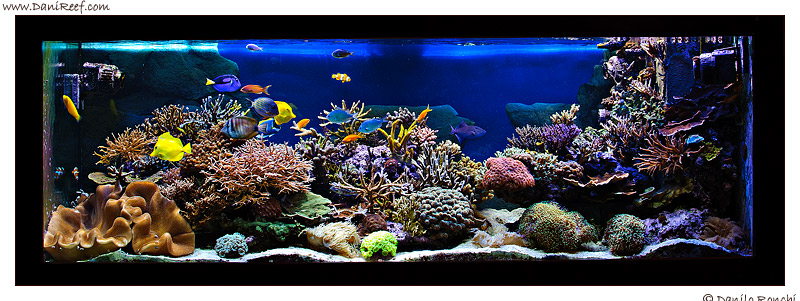 L’acquario marino di Cristiano Farina “FARO” – The tank of