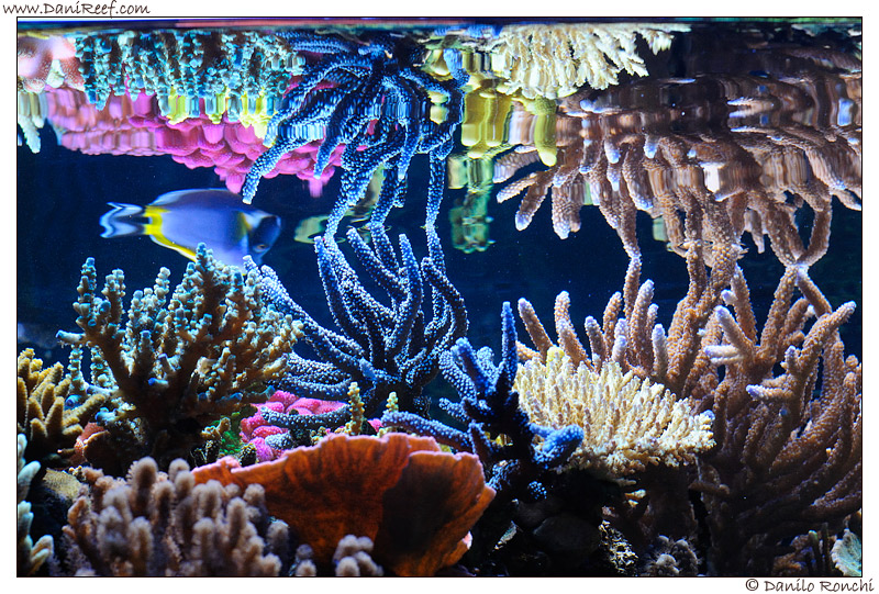 How to take picture of our aquarium: photography course part II – The Pictures