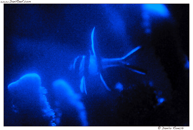 Baby kauderni in my tank