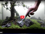 Maintenance of a Planted Aquarium – Quick and easy!