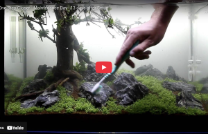 Maintenance of a Planted Aquarium – Quick and easy!