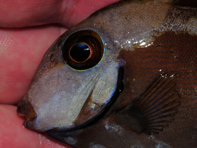 Il Carbone Attivo potrebbe essere una delle cause dell’erosione della linea laterale dei pesci marini