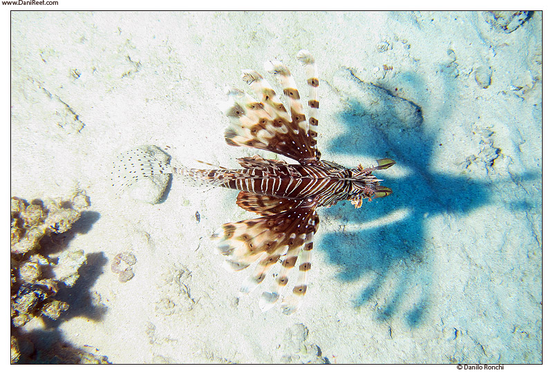 Diving in Red Sea, pictures and videos