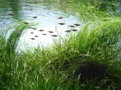 General information about Planted Aquariums