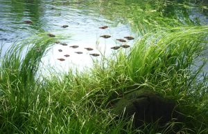 General information about Planted Aquariums