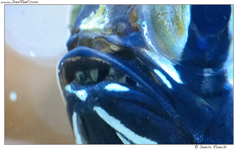 My babies born Pterapogon kauderni… watch the amazing pictures and video HD with babies inside their father’s mouth