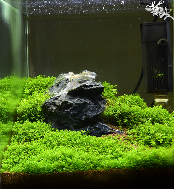 Intervista a Massimo Iannella… prendendo spunto dai nuovi “Kokedama”