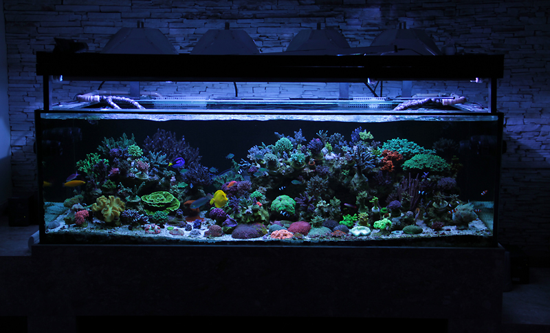 Zeovit, vasca del quarto trimestre 2011