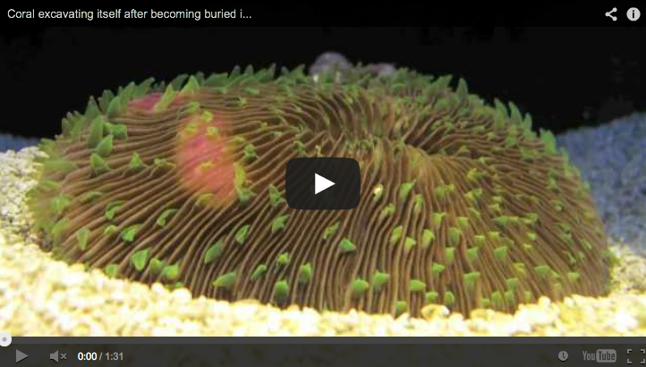 Fungia puts up a fight and wins against debris