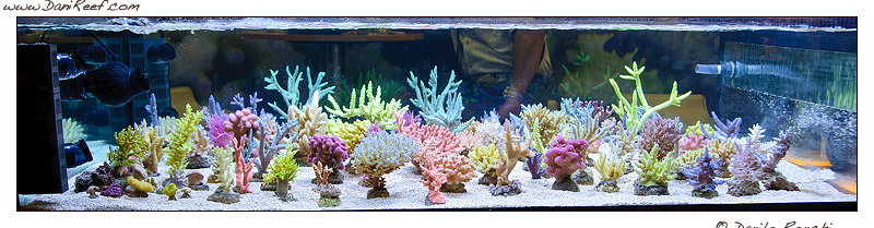 Interzoo 2012: Korallen Zucht