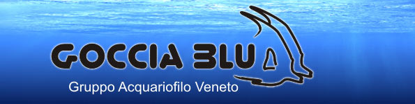 Oggi inizia la I Fiera Acquariofila di Cerea – non perdete il Workshop sulla fotografia in acquario di domenica!