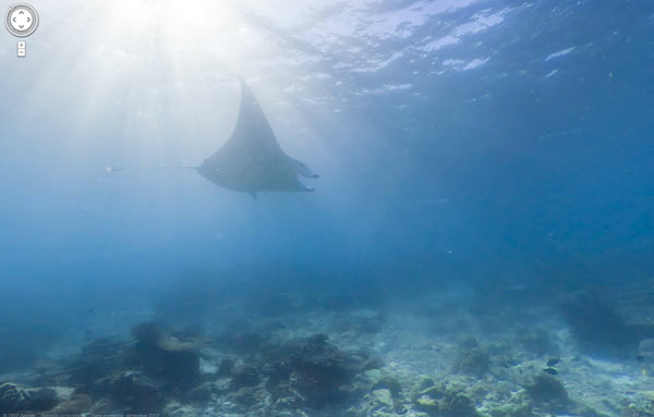 Google lancia il nuovo servizio di mappe subacquee