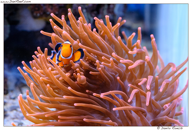 Pesci pagliaccio in acquario (Amphiprion ocellaris) - la nostra guida