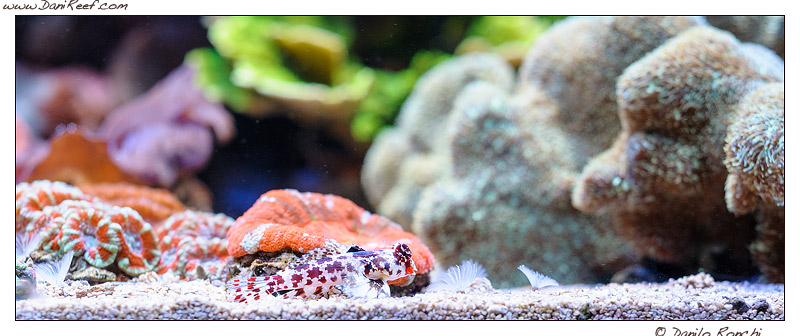 Synchiropus in acquario marino: quanti e quali mettere?