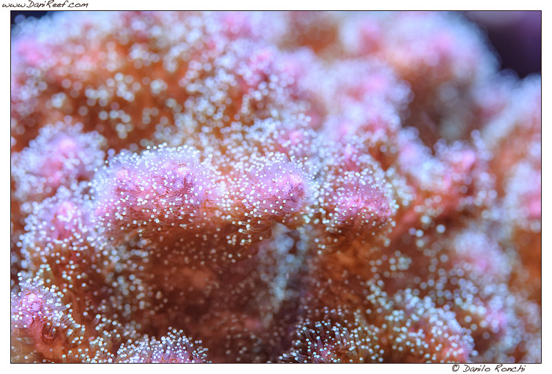 Primo piano dei polipi di Pocillopora damicornis tricolor in acquario marino