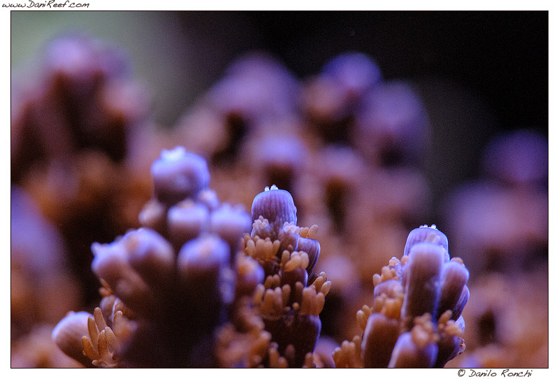 Colori dei coralli Acropora Tenuis