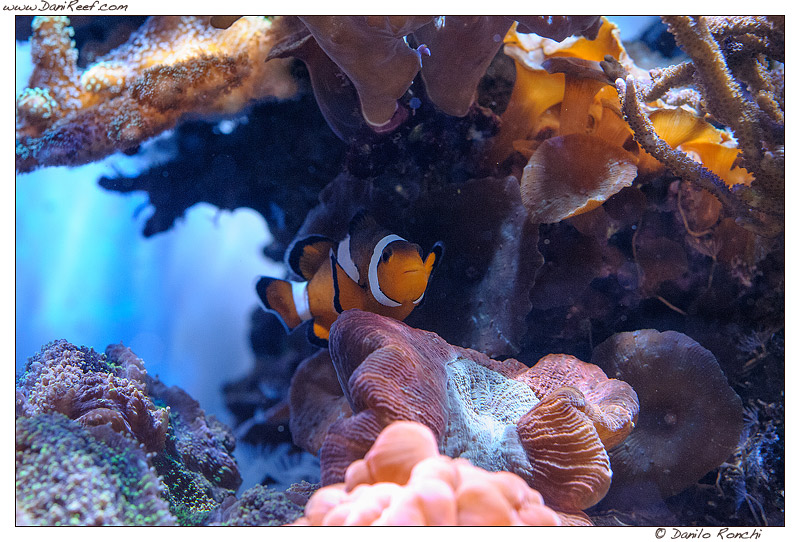 Pesci pagliaccio in acquario (Amphiprion ocellaris) - la nostra guida