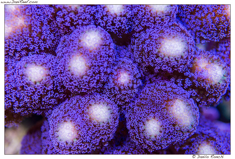 Stylophora pistillata var. milka