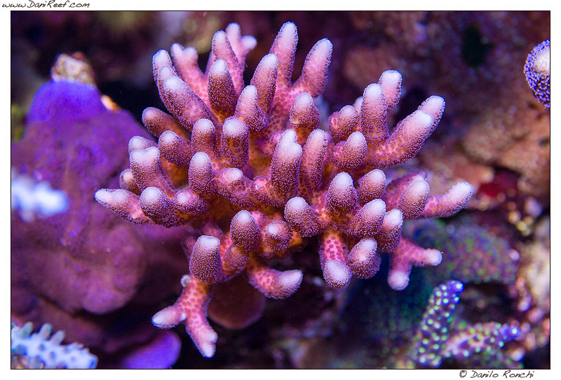 Stylophora sp. Stylophora sp.