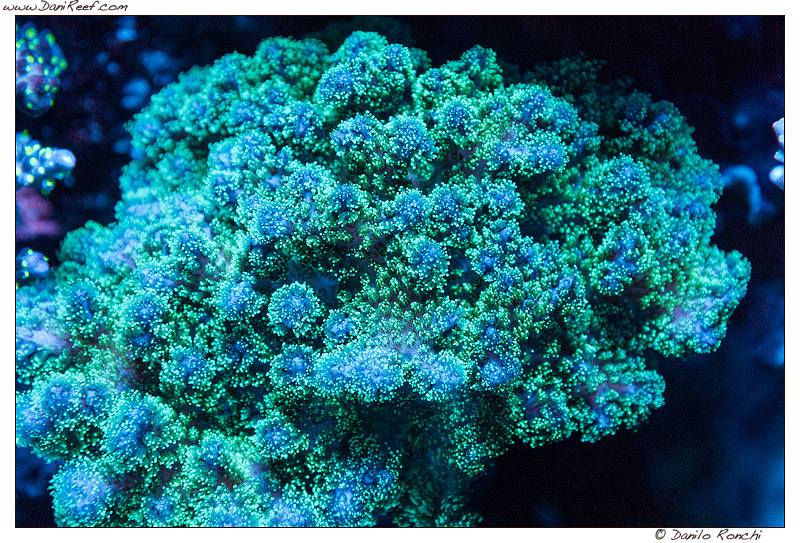 Pocillopora damicormis