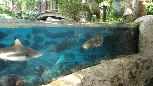 Giardino Zen... con squali al Beach House Shark Lagoon, altra opera da circa 1.500.000 realizzata dalla Issham Aquatics per la Zeem Corp.