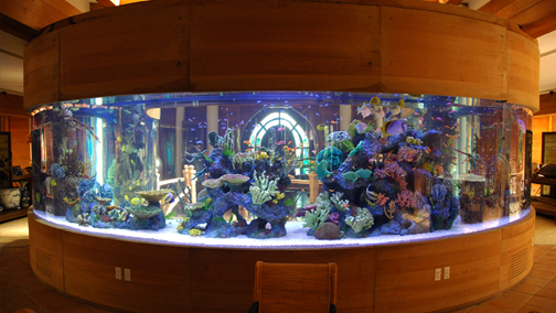 Beach Palace Saltwater Aquarium. Una creaturina da "appena" 80.000 litri