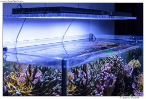 2013_10_acquario_marino_danireef_danilo_ronchi_111