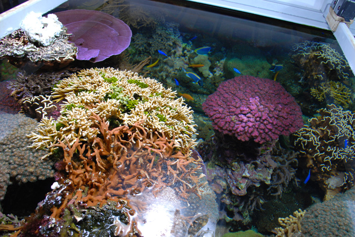 coralli acquario di barriera corallina del Museo di Scienze Naturali dell’Alto Adige a Bolzano coralli acquario di barriera corallina del Museo di Scienze Naturali dell’Alto Adige a Bolzano