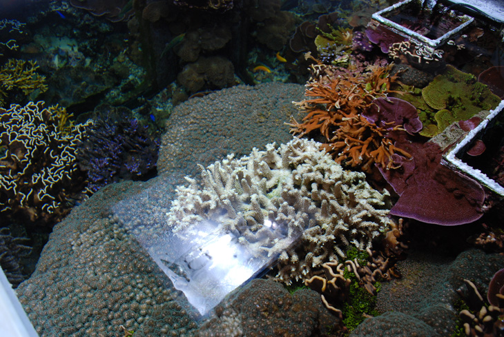 coralli acquario di barriera corallina del Museo di Scienze Naturali dell’Alto Adige a Bolzano coralli acquario di barriera corallina del Museo di Scienze Naturali dell’Alto Adige a Bolzano