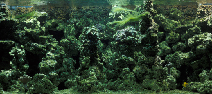 acquario di barriera corallina del Museo di Scienze Naturali dell’Alto Adige a Bolzano acquario di barriera corallina del Museo di Scienze Naturali dell’Alto Adige a Bolzano