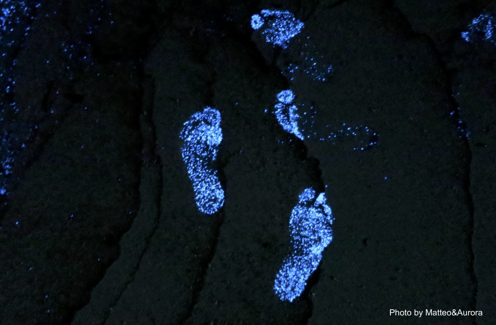 bioluminescenza alle maldive