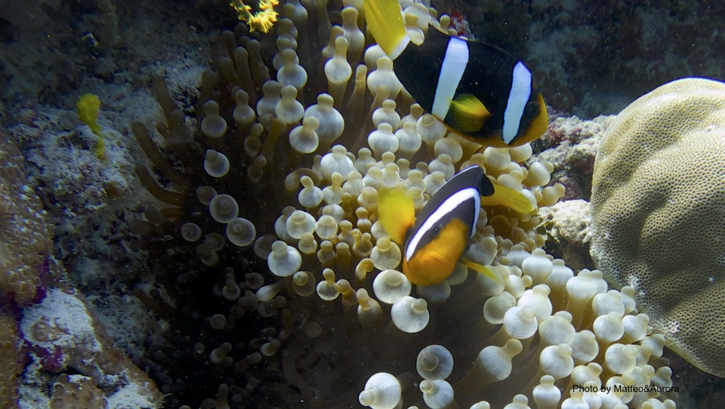 Ampiphrion clarky alle maldive
