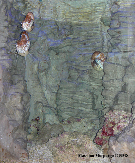 Acq Nautilus flash copy