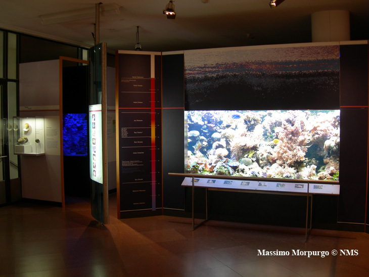 Acq marini museo