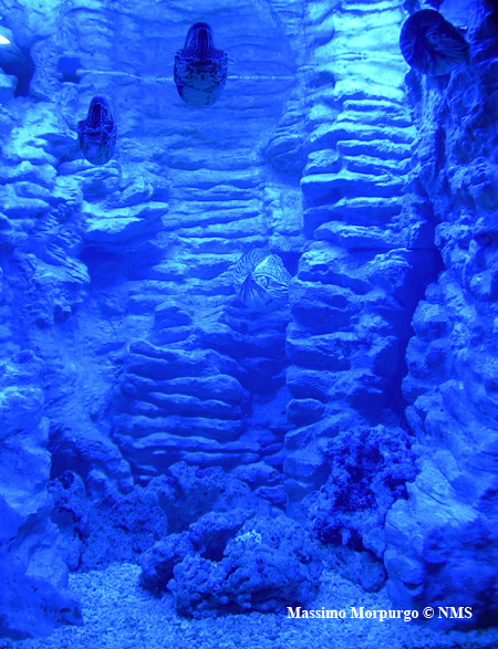 Acquario Nautilus copy