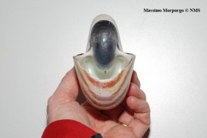 Conchiglia nautilus apertura sifuncolo copy