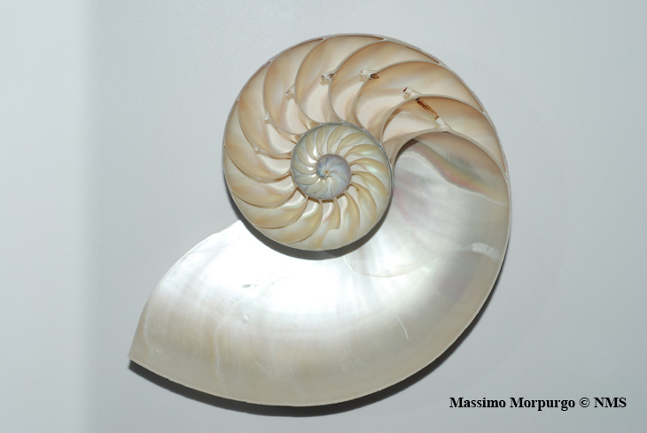 Conchiglia nautilus Conchiglia nautilus