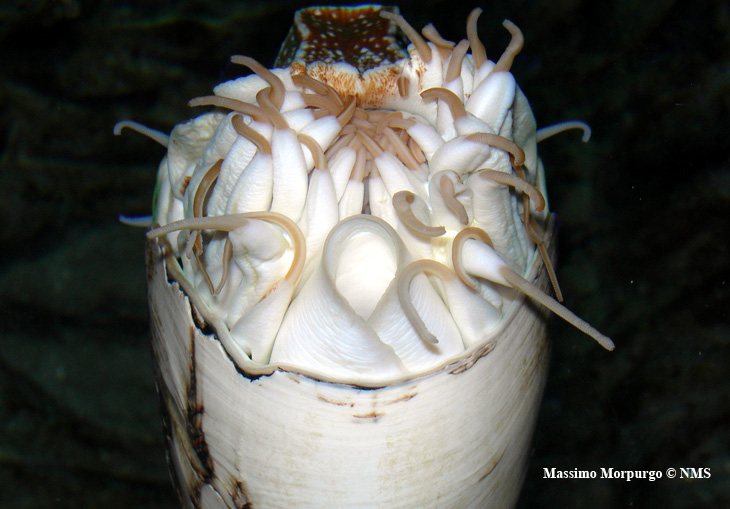 Imbuto nautilus Imbuto nautilus